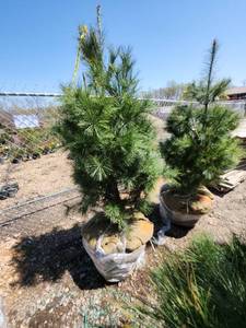 lot 78 image: White Pine B&B