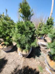 lot 79 image: White Pine B&B