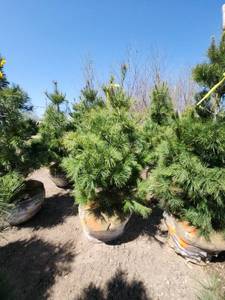 lot 80 image: White Pine B&B