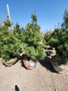 lot 81 image: White Pine B&B