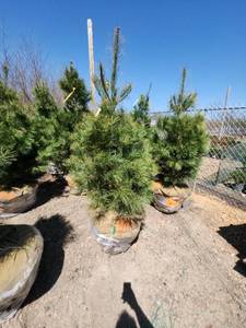 lot 84 image: White Pine B&B