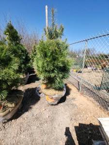 lot 85 image: White Pine B&B