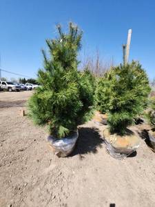 lot 83 image: White Pine B&B