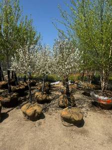 Snow crab apple
