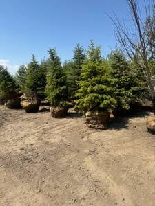 lot 103 image: Black Hills Spruce B&B 8-9