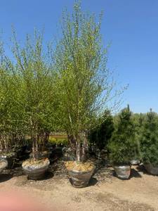 lot 50 image: River Birch B&B - 12-14