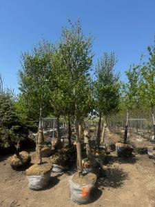 lot 60 image: Red Maple