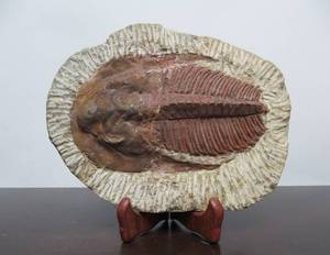 lot 69 image: Excellent Large Genuine Trilobite Fossil