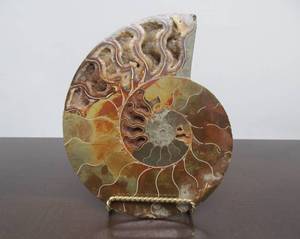 lot 70 image: Lovely Large Genuine Natural Ammonite Specimen wQuartzCrystals