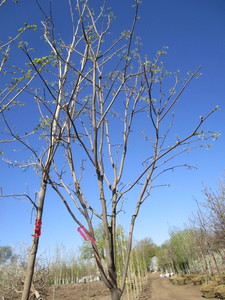 lot 2 image: Locust - Skyline, 15ft, 2 Caliper