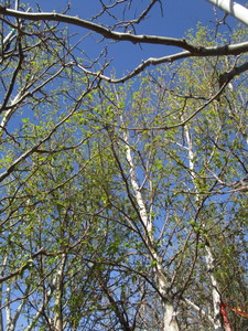 lot 3 image: Birch - Whitespire, 18ft, 3-12 Caliper