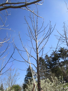 lot 4 image: Tulip Tree, 19ft, 4-12 Caliper