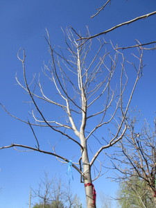 lot 5 image: Tulip Tree, 17ft, 4-12 Caliper