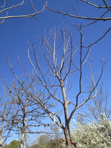 lot 6 image: Tulip Tree, 16ft, 4-12 Caliper