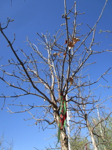 lot 7 image: Oak - Swamp White, 14ft, 3 Caliper