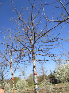 lot 8 image: Oak - Swamp White, 14ft, 4 Caliper