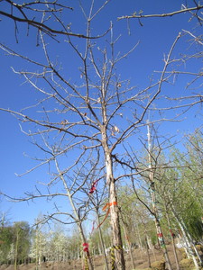lot 9 image: Oak - Swamp White, 15ft, 3-12 Caliper