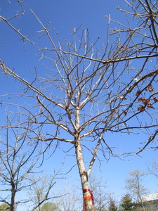 lot 10 image: Oak - Swamp White, 14ft, 3-12 Caliper