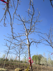 lot 11 image: Oak - Pin, 13ft, 2-12 Caliper