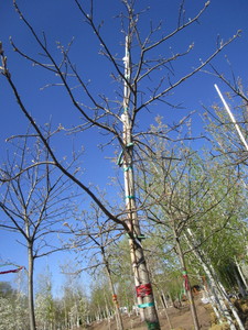 lot 12 image: Oak - Pin, 15ft, 3 Caliper