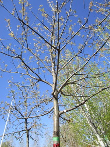 lot 16 image: Oak - Pin, 15ft, 3 Caliper
