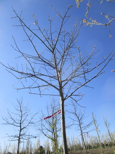 lot 17 image: Oak - Pin, 15ft, 3 Caliper