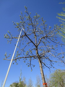 lot 18 image: Oak - Burr, 14ft, 3-12 Caliper