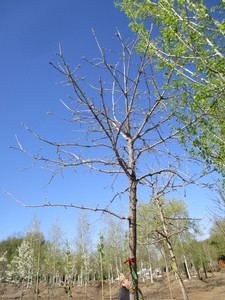lot 19 image: Oak - Burr, 12ft, 3 Caliper