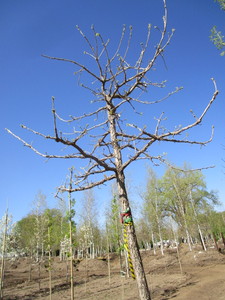 lot 20 image: Oak - Burr, 12ft, 3 Caliper