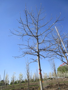 lot 21 image: Oak - Pin, 15ft, 3-12 Caliper