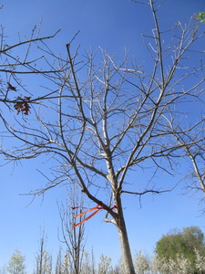 lot 22 image: Oak - Pin, 15ft, 3-12 Caliper
