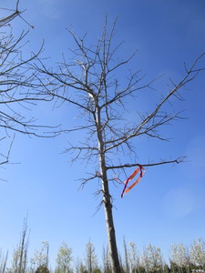 lot 23 image: Oak - Pin, 15ft, 3-12 Caliper