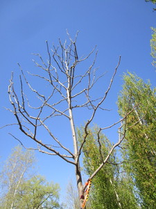 lot 24 image: Locust - Skyline, 17ft, 3-12 Caliper