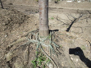 lot 25 image: DO NOT BID ON THIS LOT- DID NOT LEAF OUT