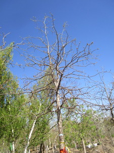 lot 26 image: Oak - Swamp White, 12ft, 3-12 Caliper