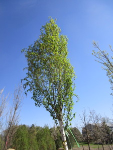 lot 27 image: Birch - Parkland Pillar, 16ft, 3 Caliper