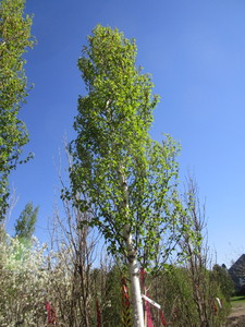 lot 28 image: Birch - Parkland Pillar, 16ft, 2-12 Caliper