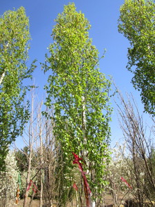 lot 29 image: Birch - Parkland Pillar, 17ft, 2-12 Caliper