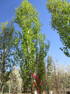 lot 30 image: Birch - Parkland Pillar, 17ft, 2-12 Caliper