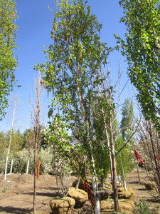 lot 31 image: Birch - Parkland Pillar, 14ft, 2 Caliper