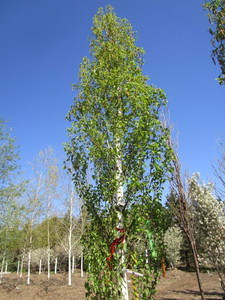 Birch - Parkland Pillar, 17ft, 3" Caliper
