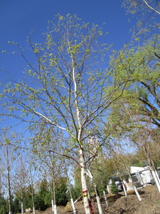 lot 34 image: Birch - Whitespire, 17ft, 3 Caliper