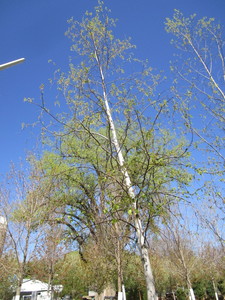 lot 35 image: Birch - Whitespire, 22ft, 3-12 Caliper
