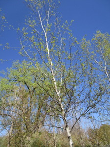 lot 36 image: Birch - Whitespire, 20ft, 3 Caliper