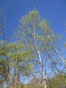 lot 37 image: Birch - Whitespire, 19ft, 3 Caliper