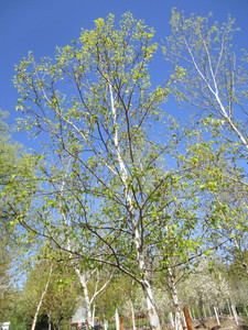 lot 38 image: Birch - Whitespire, 18ft, 3 Caliper