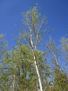 lot 39 image: Birch - Whitespire, 24ft, 3 Caliper