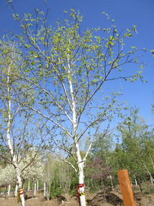 lot 40 image: Birch - Whitespire, 15ft, 3 Caliper