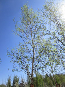 lot 41 image: Birch - Whitespire, 19ft, 3-12 Caliper