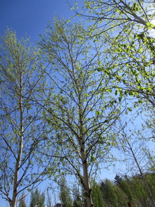 lot 42 image: Birch - Whitespire, 17ft, 3-12 Caliper